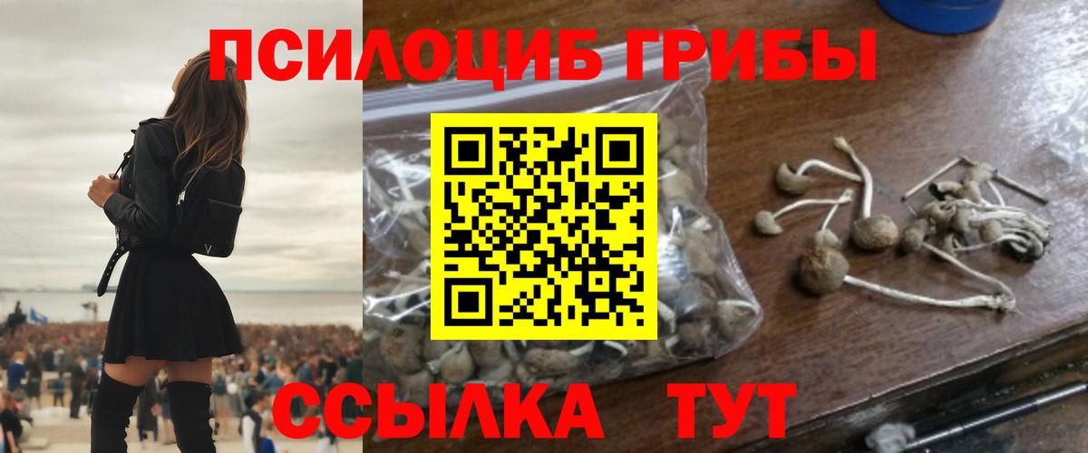 Псилоцибиновые грибы Psilocybe Тамбов
